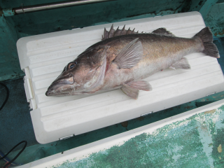 なかくに丸 釣果