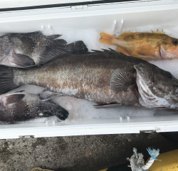 なかくに丸 釣果