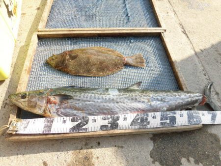 大進丸（愛知） 釣果