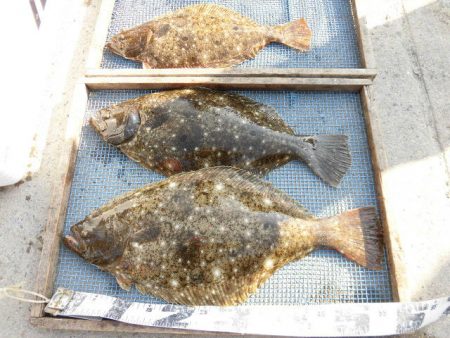 大進丸（愛知） 釣果