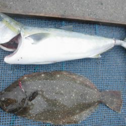 大進丸（愛知） 釣果