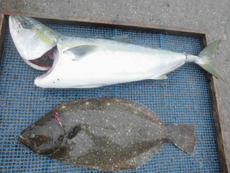 大進丸（愛知） 釣果