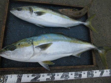 大進丸（愛知） 釣果