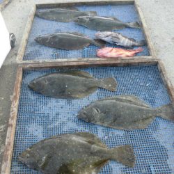 大進丸（愛知） 釣果