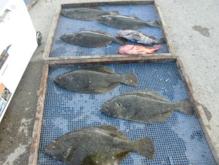 大進丸（愛知） 釣果