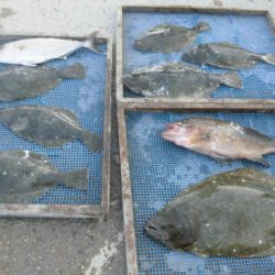 大進丸（愛知） 釣果