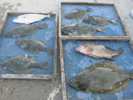 大進丸（愛知） 釣果