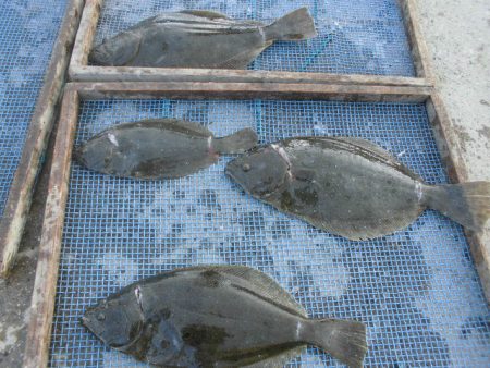 大進丸（愛知） 釣果