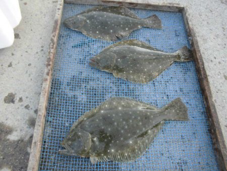 大進丸（愛知） 釣果