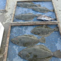 大進丸（愛知） 釣果