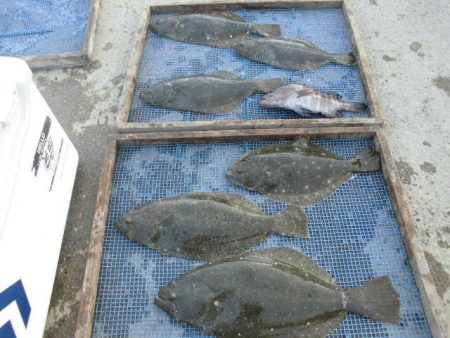 大進丸（愛知） 釣果