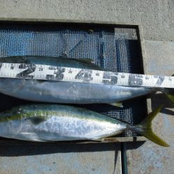 大進丸（愛知） 釣果