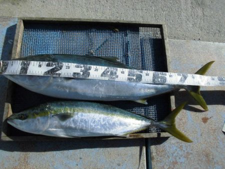 大進丸（愛知） 釣果