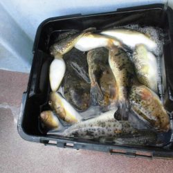 大進丸（愛知） 釣果