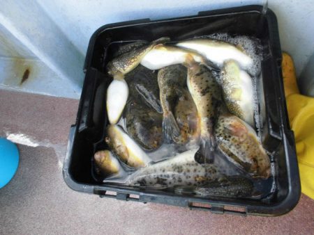 大進丸（愛知） 釣果