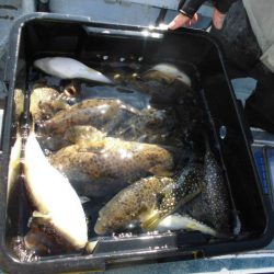 大進丸（愛知） 釣果