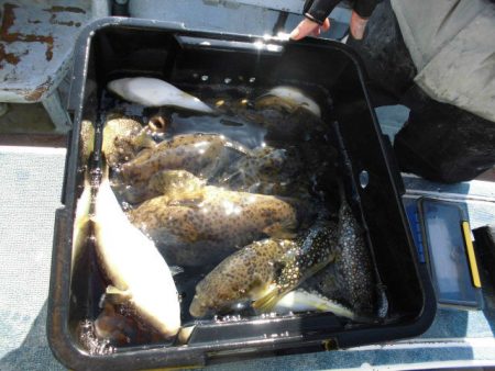 大進丸（愛知） 釣果