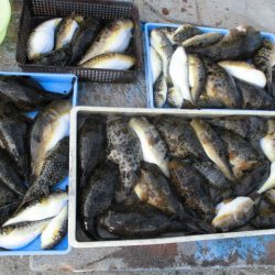 大進丸（愛知） 釣果