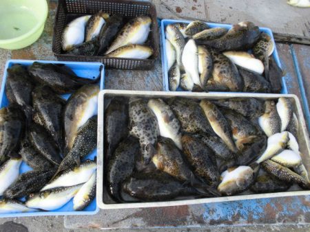 大進丸（愛知） 釣果