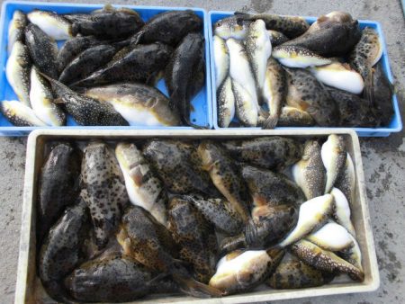 大進丸（愛知） 釣果