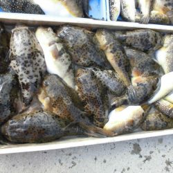 大進丸（愛知） 釣果