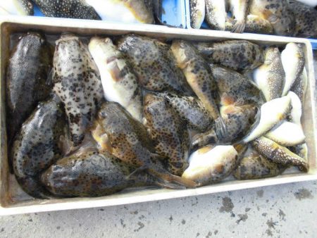 大進丸（愛知） 釣果