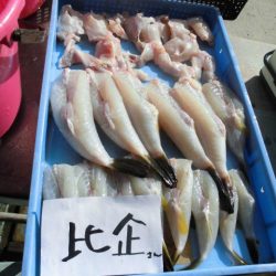 大進丸（愛知） 釣果