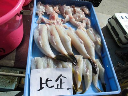 大進丸（愛知） 釣果