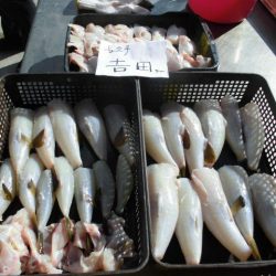 大進丸（愛知） 釣果