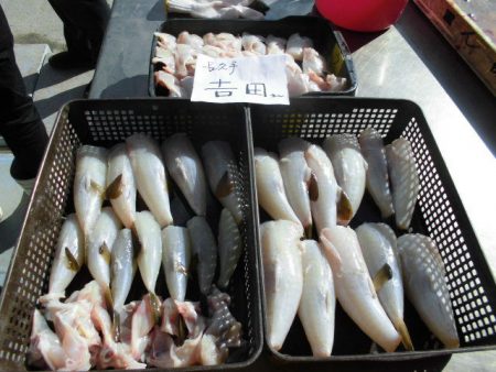 大進丸（愛知） 釣果