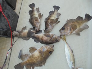 兼六丸 釣果