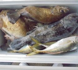 兼六丸 釣果