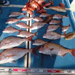 十八宝洋丸 釣果