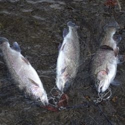 志高湖フィッシング 釣果