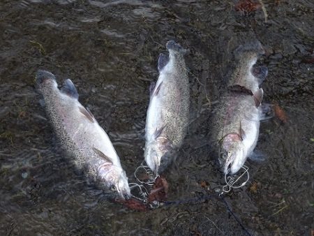 志高湖フィッシング 釣果