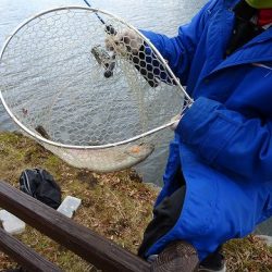 志高湖フィッシング 釣果