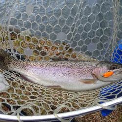 志高湖フィッシング 釣果