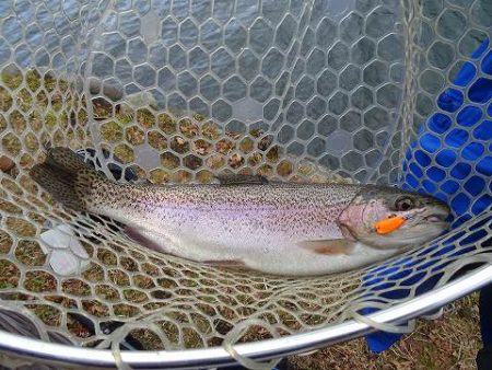 志高湖フィッシング 釣果