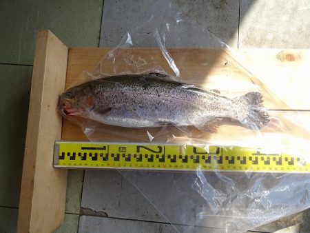 志高湖フィッシング 釣果