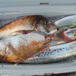 HARUKA丸 はるかまる 釣果