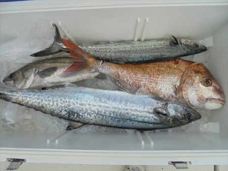 ＨＡＲＵＫＡ丸　はるかまる 釣果