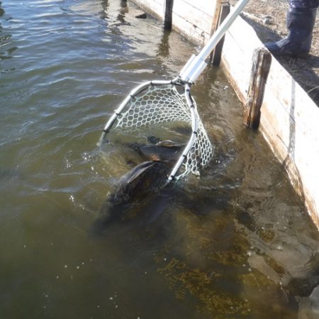 浜名湖フィッシングリゾート 釣果