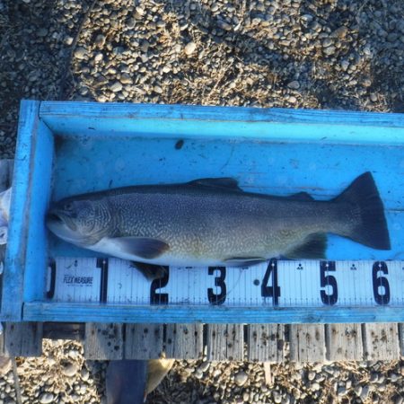 浜名湖フィッシングリゾート 釣果