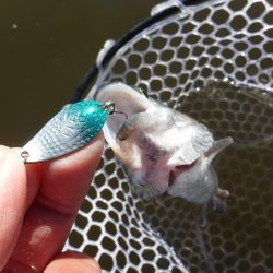 浜名湖フィッシングリゾート 釣果