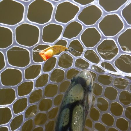 浜名湖フィッシングリゾート 釣果