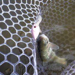 浜名湖フィッシングリゾート 釣果