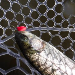 浜名湖フィッシングリゾート 釣果