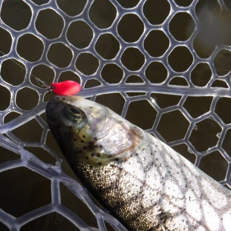 浜名湖フィッシングリゾート 釣果