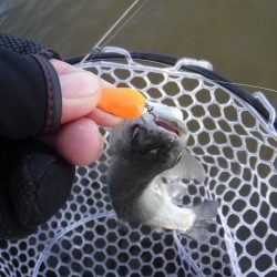 浜名湖フィッシングリゾート 釣果