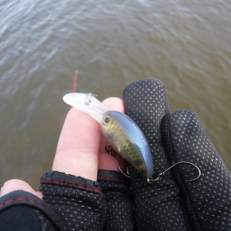 浜名湖フィッシングリゾート 釣果